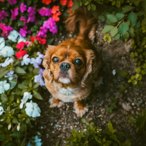 Post by @jasperthecav.lens