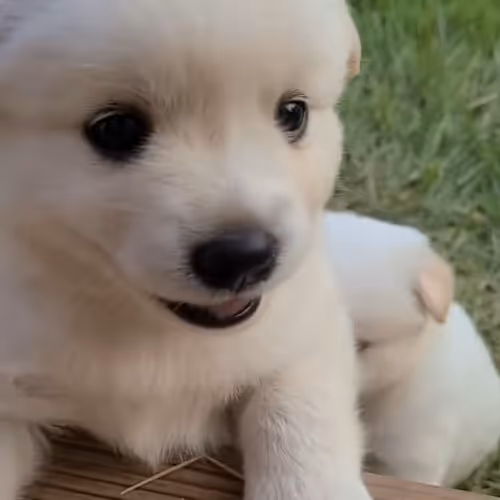 k1r4ra.lens-Collect-776