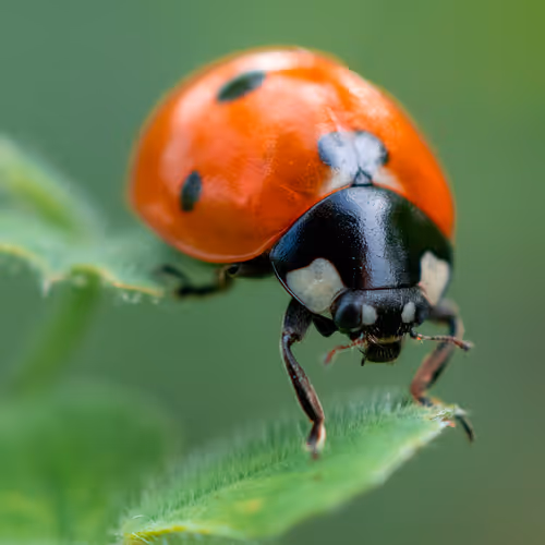 bugs