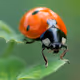 bugs