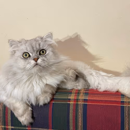 mohammadksa.lens-Collect-118