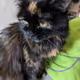 Cat named Queen