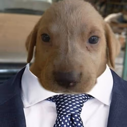Serious puppy