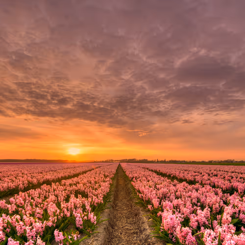 Flowers field