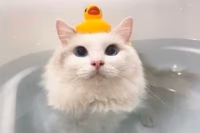 Sajumqlpe