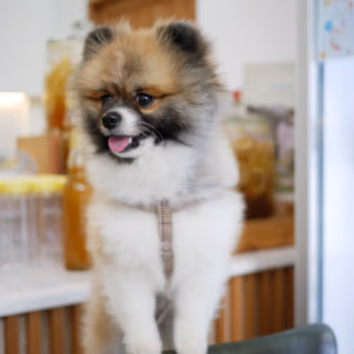 Holograph Collection