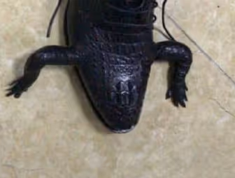 croco