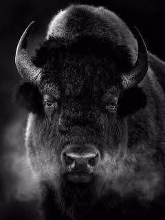 Buffalo