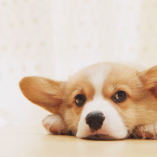 LoveLoveDog V2