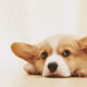 LoveLoveDog V2