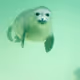 Robby