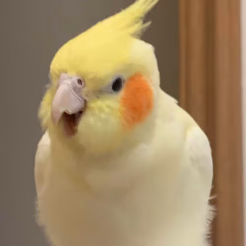 Kaosland