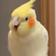 Kaosland