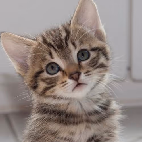 nesly.lens-Collect-158