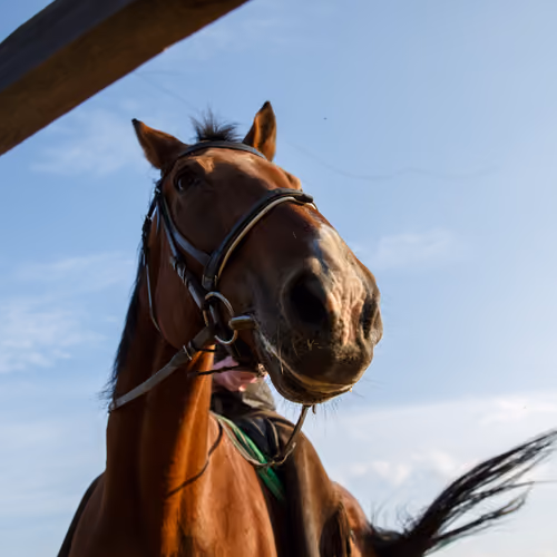 My horse