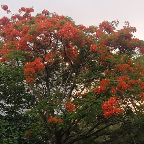 fomo93139700.lens-Collect-131