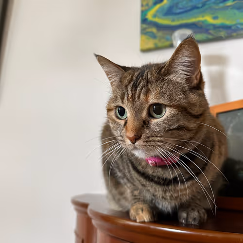 piano-kamilla.lens-Collect-337