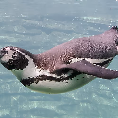 Flippers