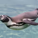 Flippers
