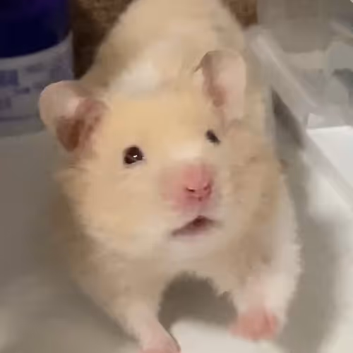 orrvan2.lens-Collect-1398