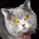 Holograph cat