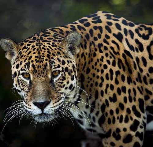 Jaguar