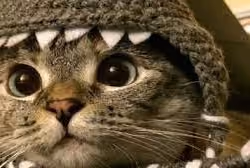 Cat Cat