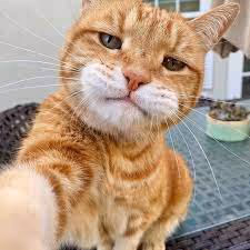 Cat Cat Boss
