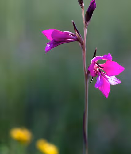 BIG FLOWER