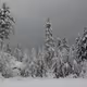 winter77