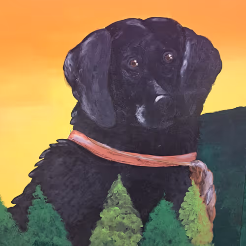 Newfoundland And Labrador Dog