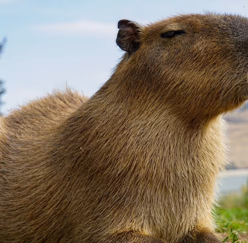 NFT Capybara