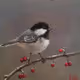 Lovely Birds