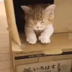 0xneaf.lens-Collect-581