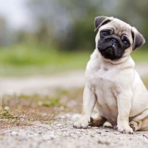 dog