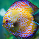 beautiful fish