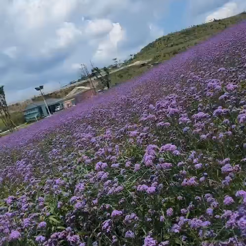 nasimse49757430.lens-Collect-21