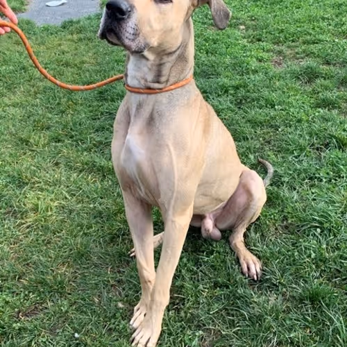 Dog Rescue NFT test no 4