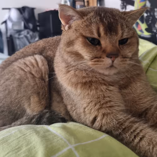 Cat Boomer