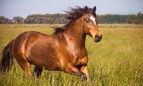 Horse 2