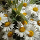 daisies