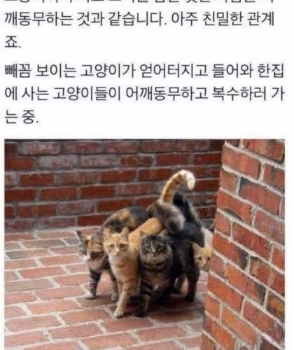 mamal.lens-Collect-1871