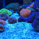 Restore Coral - Experiencia Buceo - 3 Dias
