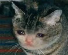 SAD CAT