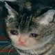 SAD CAT