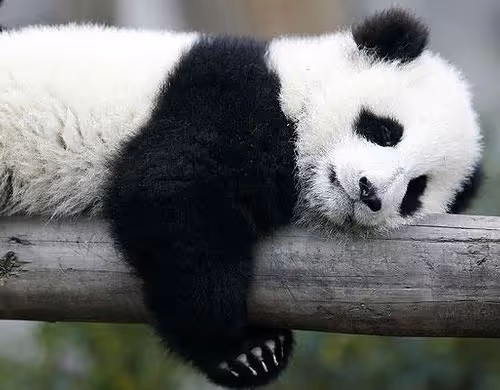 First edition - uR2rI6cFEm