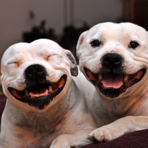 WhoLetTheDoggsOut