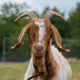 Goat