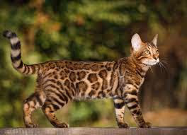 Bengal cat