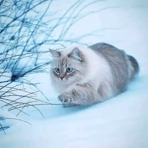 ramchi.lens-Collect-242